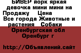 БИВЕР йорк яркая девочка мини мини на Продажу! › Цена ­ 45 000 - Все города Животные и растения » Собаки   . Оренбургская обл.,Оренбург г.